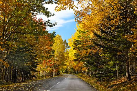 Autumn Scenic Drive, Acadia, Maine Stampa fotografica