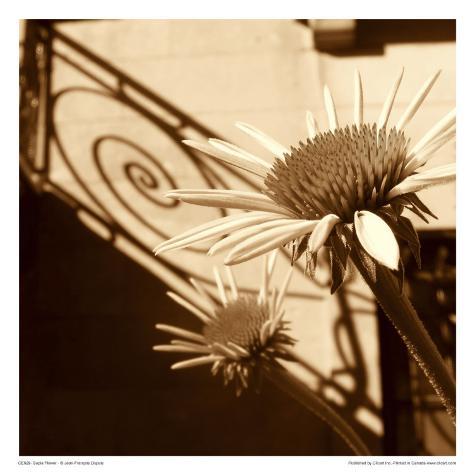 Sepia Floral Prints