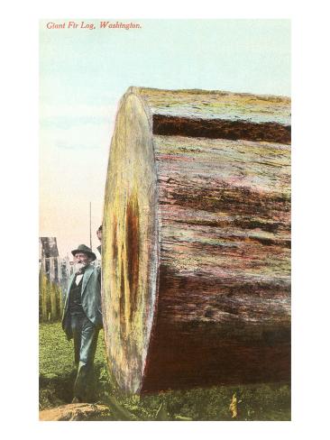 giant fir