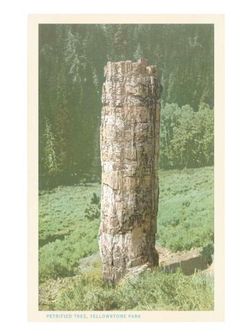 Petrified Tree Yellowstone