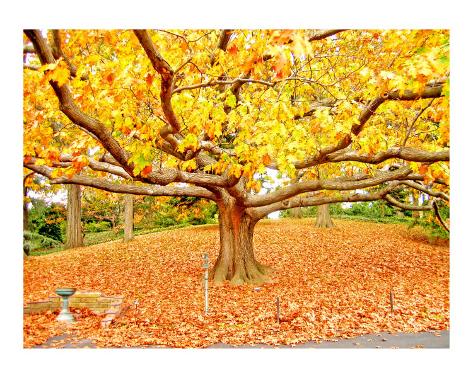HOJAS DE ARBOLES ES hojas de arboles es: