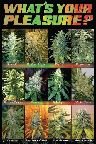 What�s Your Pleasure? Poster