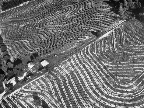 Cotton Land