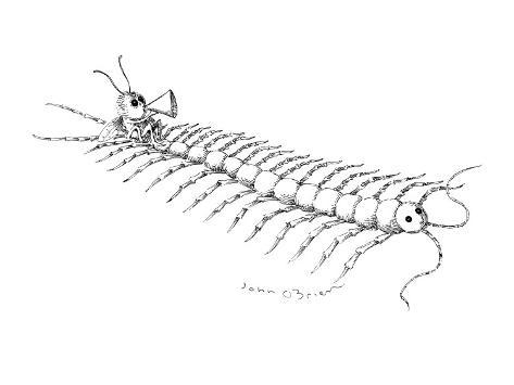 a centipede