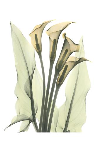 lily bunch