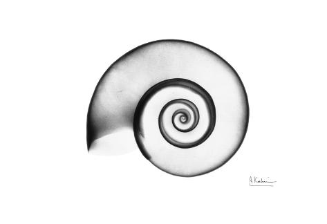Ram Horn Snail