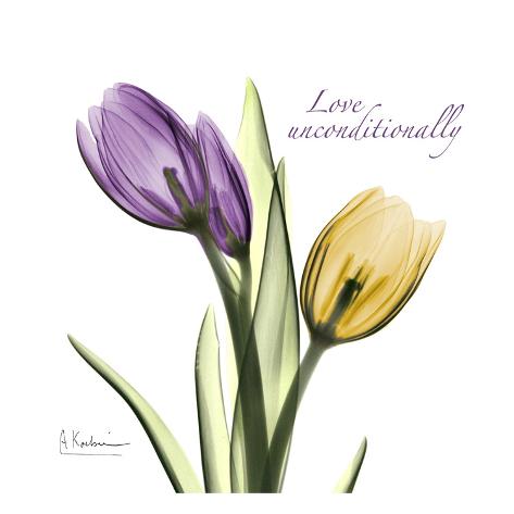 tulips love