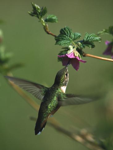 rufous hummingbird selasphorus rufus and salmonberry rufous hummingbird selasphorus rufus and salmonberry