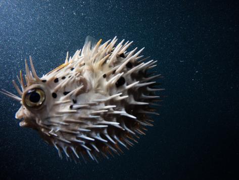 Puffer Fish Inflated