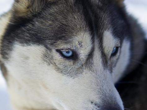 Wolf Sled
