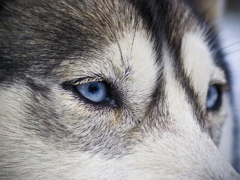 Wolf Husky Puppies With Blue Eyes | the wolf like stare of a siberian husky sled dog with very Wolf Husky Puppies With Blue Eyes | the wolf like stare of a siberian husky sled dog with very
