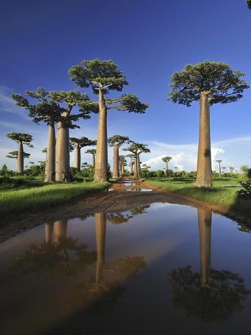 baobab forest madagascar