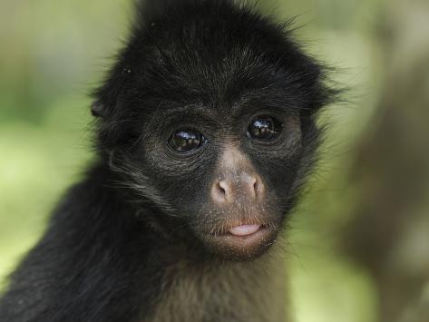 thomas-marent-minden-pictures-white-bellied-spider-monkey-ateles-belzebuth-portrait-iquitos-peru.jpg