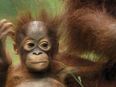 http://imgc.allpostersimages.com/images/P-473-488-90/61/6141/NC8G100Z/posters/thomas-marent-minden-pictures-orangutan-pongo-pygmaeus-baby-camp-leaky-tanjung-puting-nat-l-park-indonesia.jpg