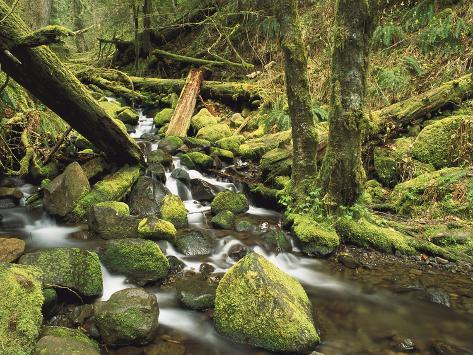 Temperate Rainforest Animals List