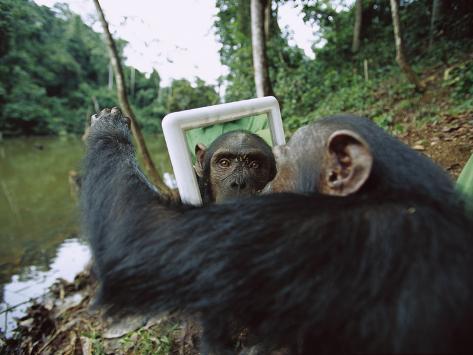 chimpanzee mirror