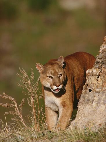 Mountain Lion or Cougar (Felis Concolor) Peering around the Corner of a Rock Edge Photographic Print