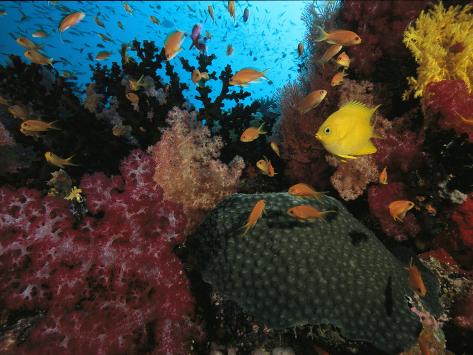 A Colorful Reef Scene with Soft and Hard Corals, and Schools of Fish Photographic Print