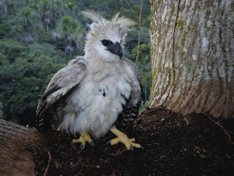 Harpy Eagle (Harpia Harpyja) Tagged Wild Chick Returned to its Nest, Ecuador Photographic Print