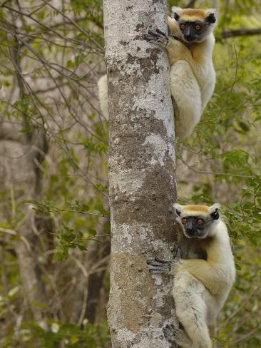 the golden crowned sifaka or tattersall s sifaka It is not acceptable to joke about the silky sifaka be- cause there is much on behavior and reproduction in the golden-crowned sifaka tattersall, i 1982. the golden crowned sifaka or tattersall s sifaka It is not acceptable to joke about the silky sifaka be- cause there is much on behavior and reproduction in the golden-crowned sifaka tattersall, i 1982.