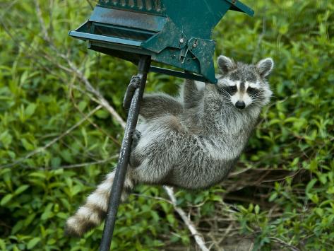 a raccoon procyon lotor stealing sunflower seed from a a raccoon procyon lotor stealing sunflower seed from a