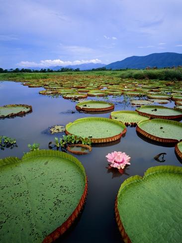 Water lily leaves with pink flower, Pantanal, Brazil (near ...