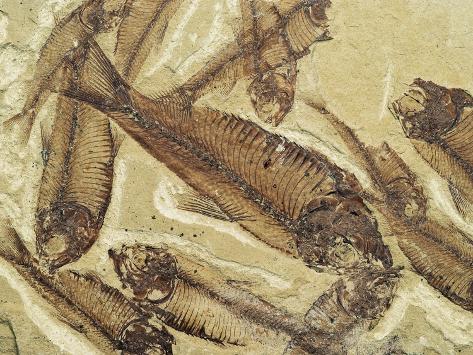 Devonian Fish Fossils