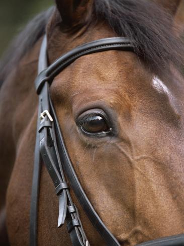 Bay Horse Bridle