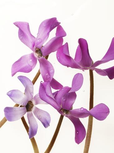 purple cyclamen