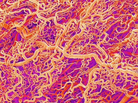 is blood a connective tissue