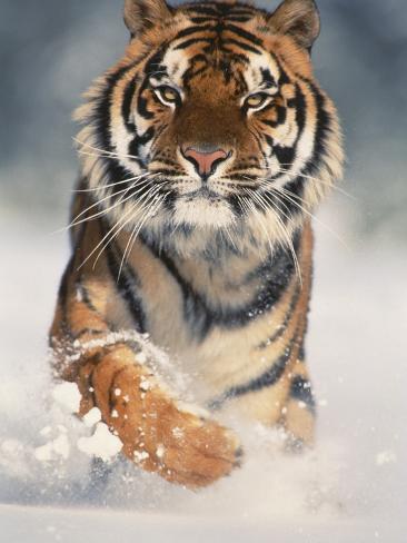 White Tiger Running In Snow Traffic Club
