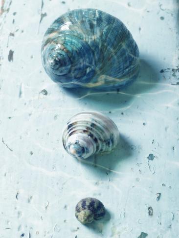 Three Seashells