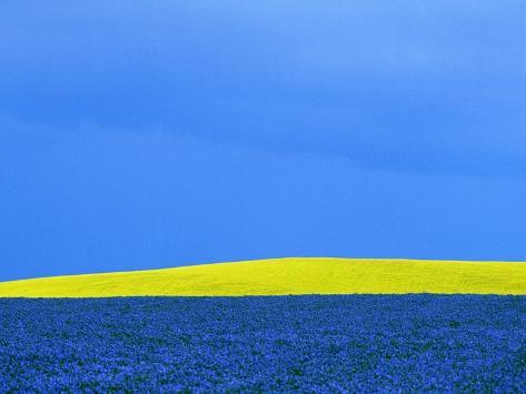mike-grandmaison-flax-and-canola-fields-