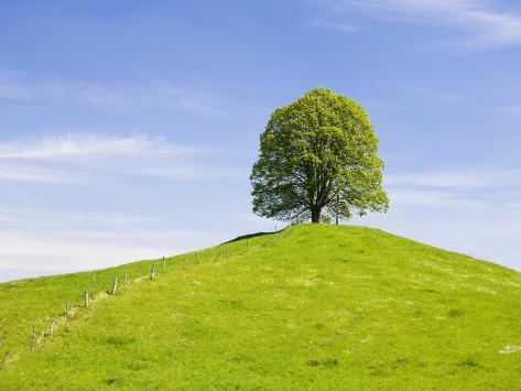 frank-lukasseck-lime-tree-on-grassy-hill