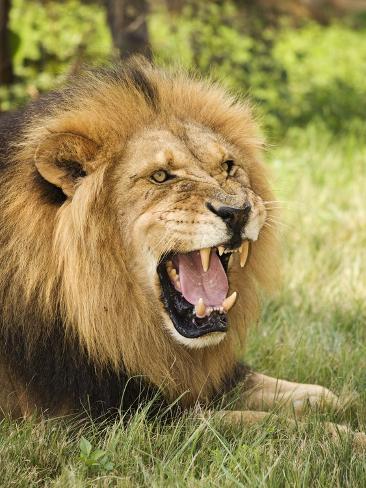 roaring lion
