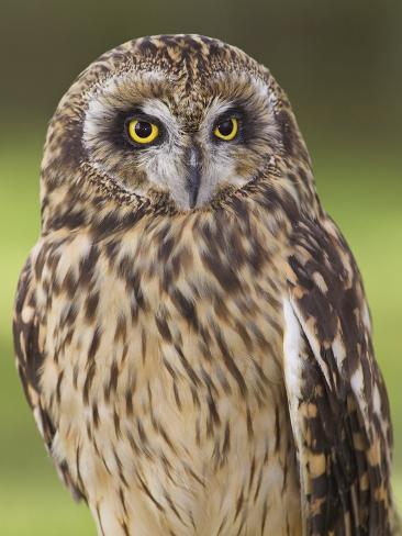short eared owl british columbia canada photographic short eared owl british columbia canada photographic