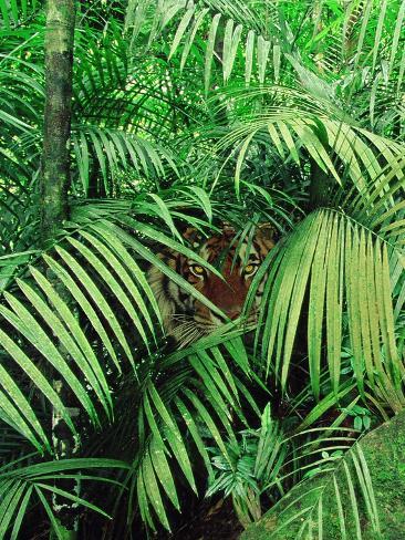 tiger-hiding-in-foliage.jpg