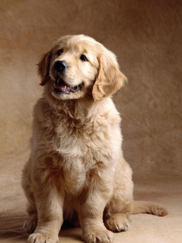 golden retriever print golden retriever puppy photographic print by don at allposters au golden retriever print golden retriever puppy photographic print by don at allposters au