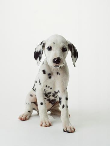Dalmatian Puppies on Dalmatian Puppy Photographic Print By Don Mason At Allposters Com