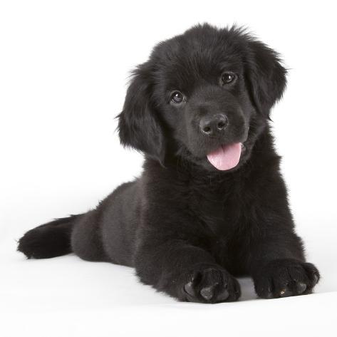 Newfoundland Puppies on Newfoundland Puppy Photographic Print By Michael Kloth At Allposters