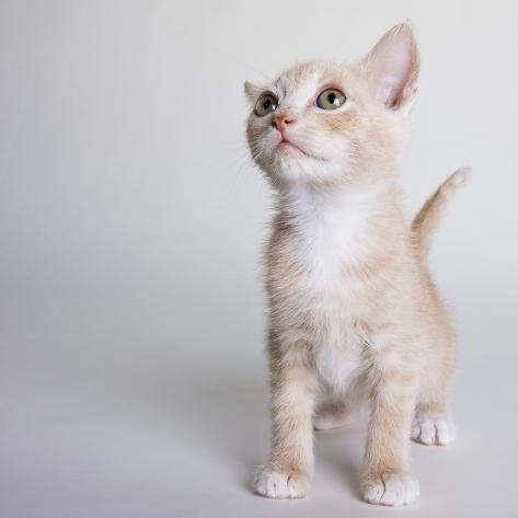 meet choisy le roi