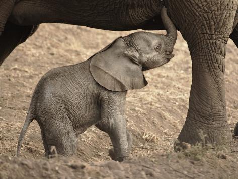 Newborn Baby Elephant Learning to Nurse Photographic Print
