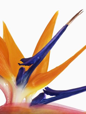 Picture Bird Paradise Flower on Bird Of Paradise Flower Photographic Print By Frank Krahmer At