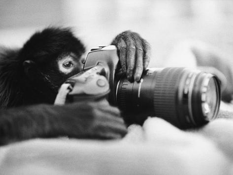 henry-horenstein-monkey-holding-camera.jpg