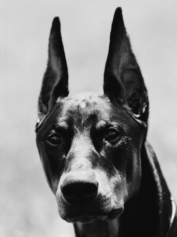 Head of Doberman Pinscher Photographic Print by Henry Horenstein at ...