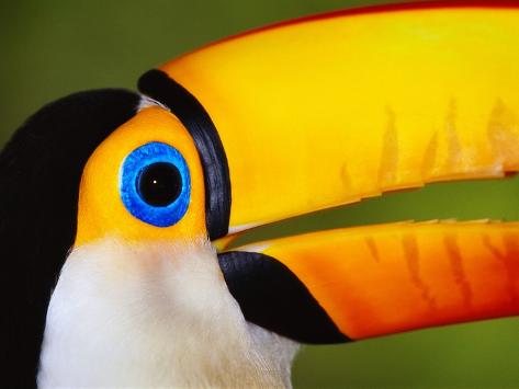 Head and Beak of a Toco Toucan Photographic Print by Theo ...