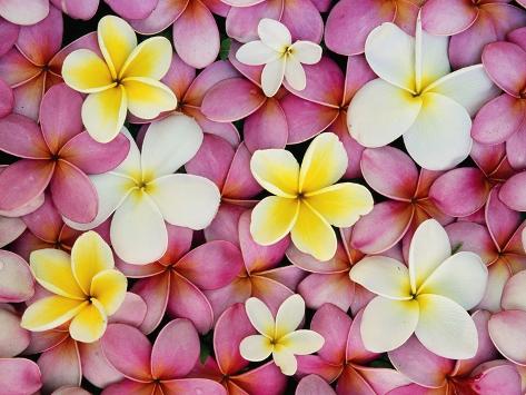 Image result for plumeria