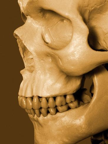 Profile Of Human