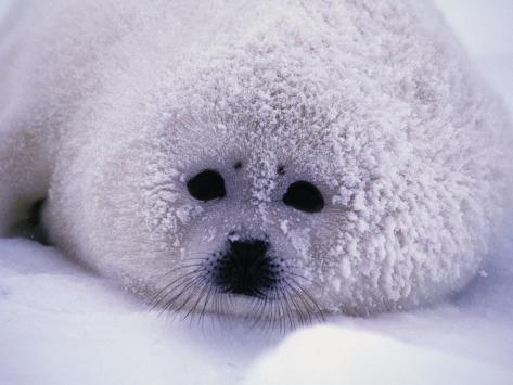 john-conrad-harp-seal-pup-with-snow-on-fur.jpg