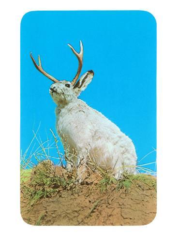 jackalope-horned-rabbit.jpg